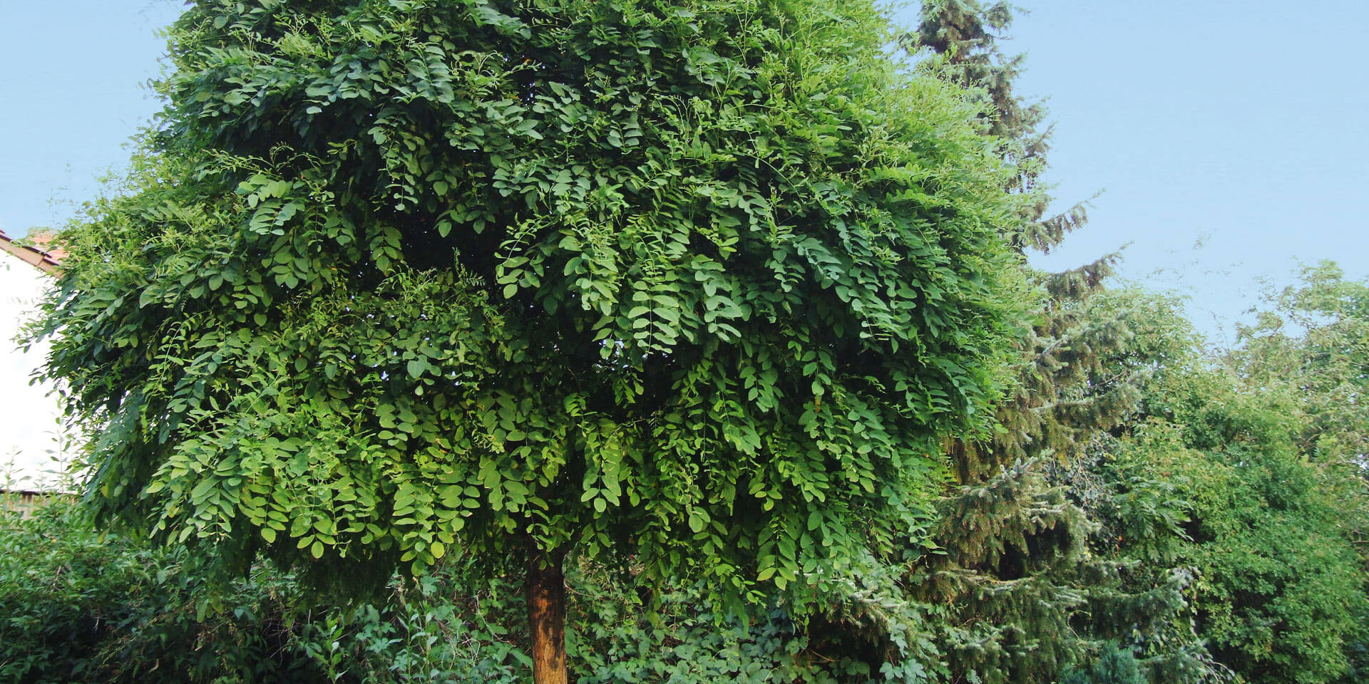 Wunschpflanze anfragen