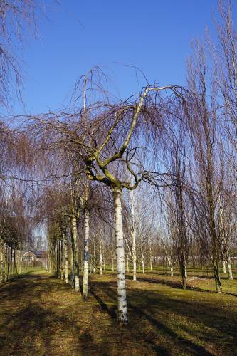 Trauer-Birke