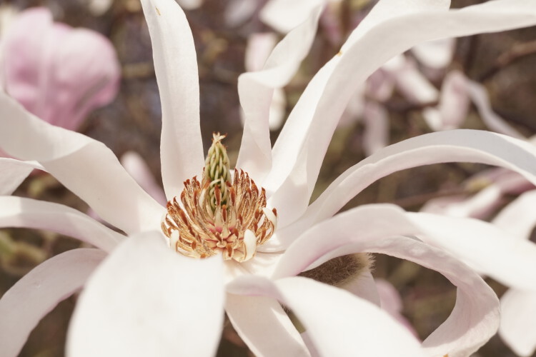 Rosa Stern-Magnolie