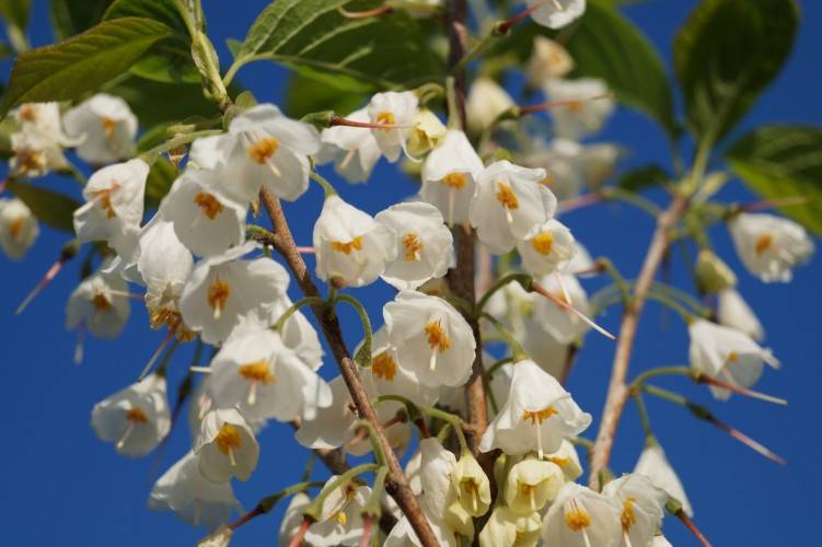 Schneeglöckchenbäume