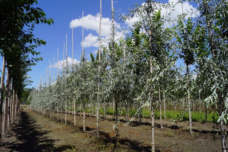Hängende Silber-Birne