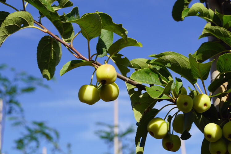 Zierapfel
