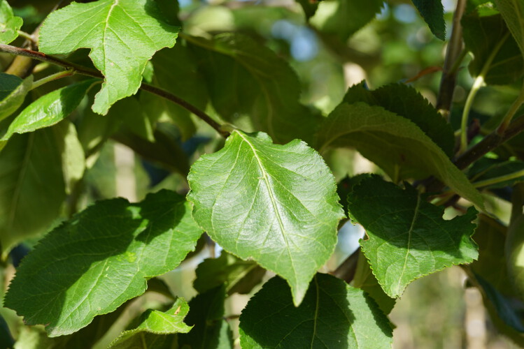 Apfel