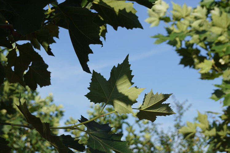 Ahornblättrige Platane
