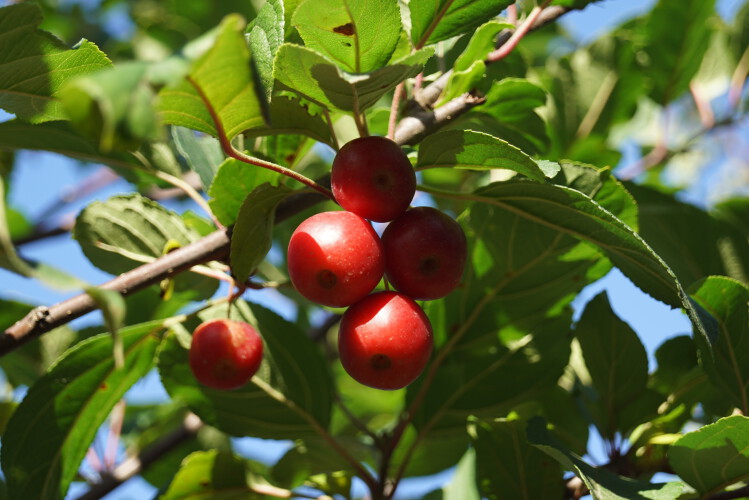 Zierapfel