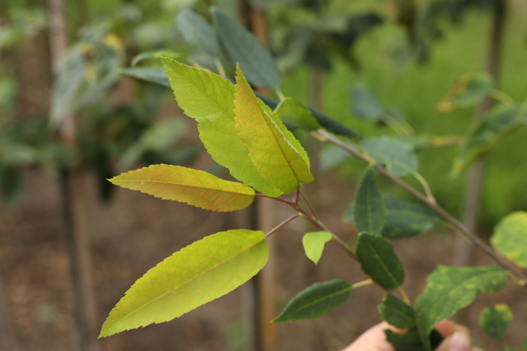 Baumartige Felsenbirne