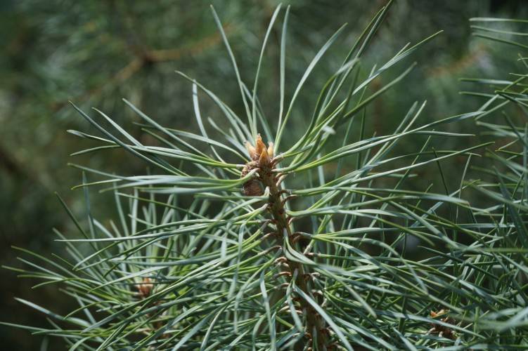 Waldkiefer