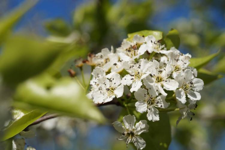 Chinesische Wildbirne