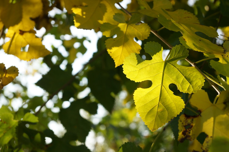 Morus alba