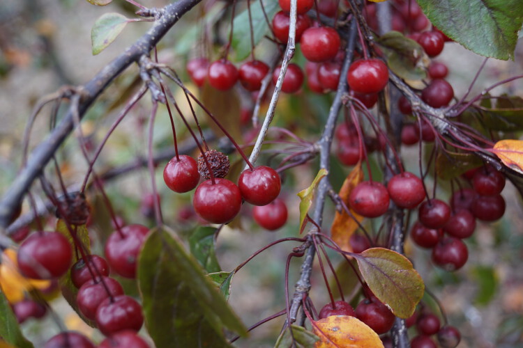 Kleinfruchtiger Zierapfel