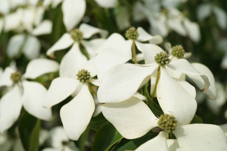 Chinesischer Blumen-Hartriegel