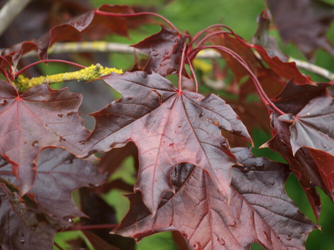 Rotblättrige Spitz-Ahorn