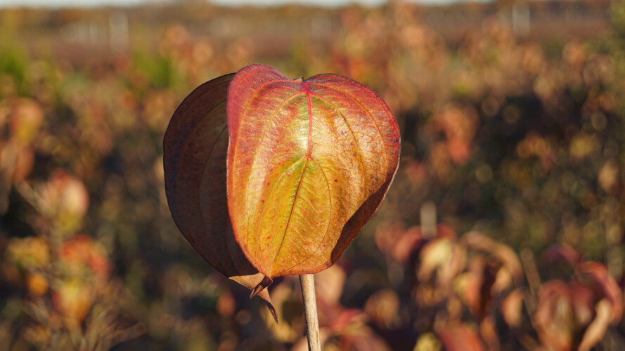 Japanischer Blumen-Hartriegel