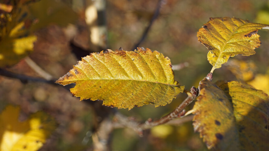 Mehlbeere