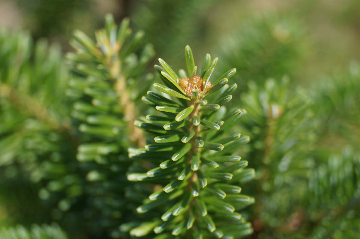 Fraser-Tanne, Frasers Tanne