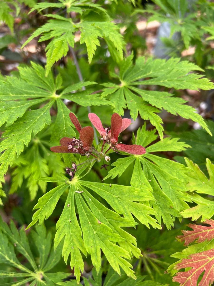 Japanischer Ahorn ´Aconitifolium´; Thunbergs F