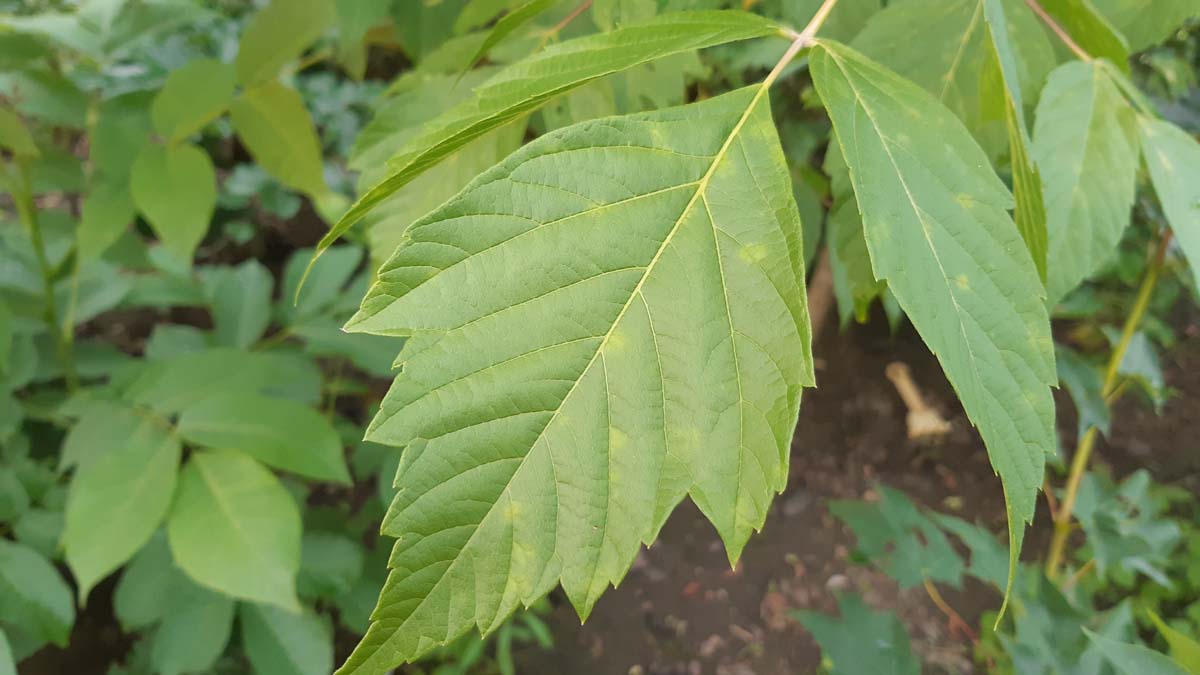 Eschen-Ahorn; Eschenbl