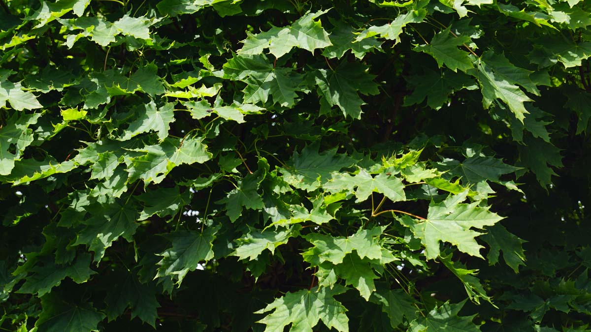 Spitz-Ahorn ´Globosum´, Spitzblättriger Ahorn, Kugel-Ahorn