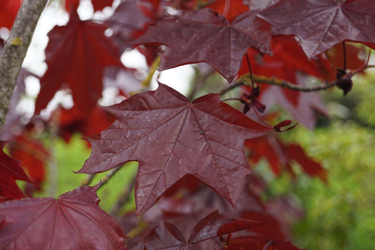 Rotblättrige Spitz-Ahorn ´Royal Red´, Spitzblättriger Ahorn