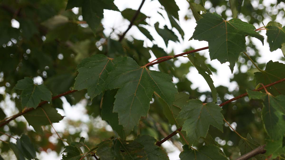 Rot-Ahorn 'Franksred'