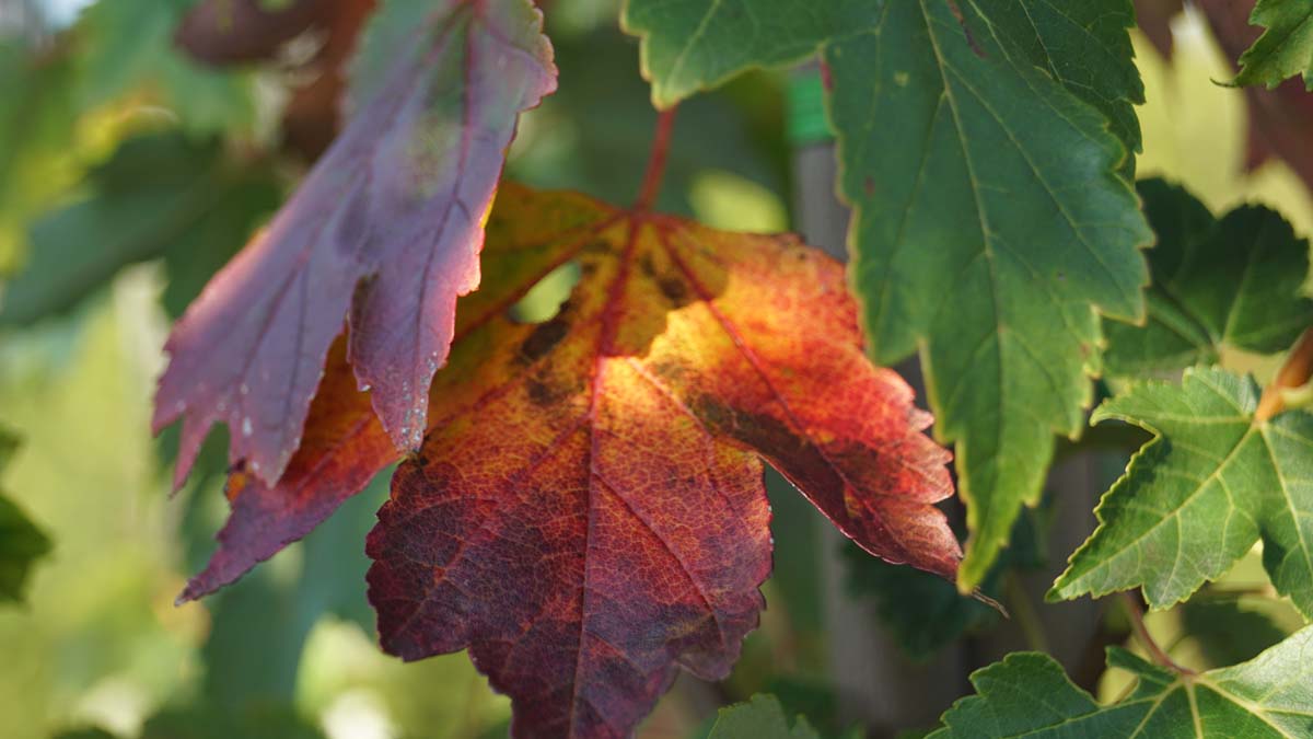 Rot-Ahorn 'Summer Red'