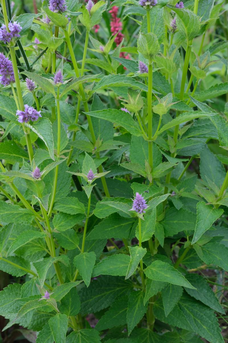 Agastache ´Blue Fortune´