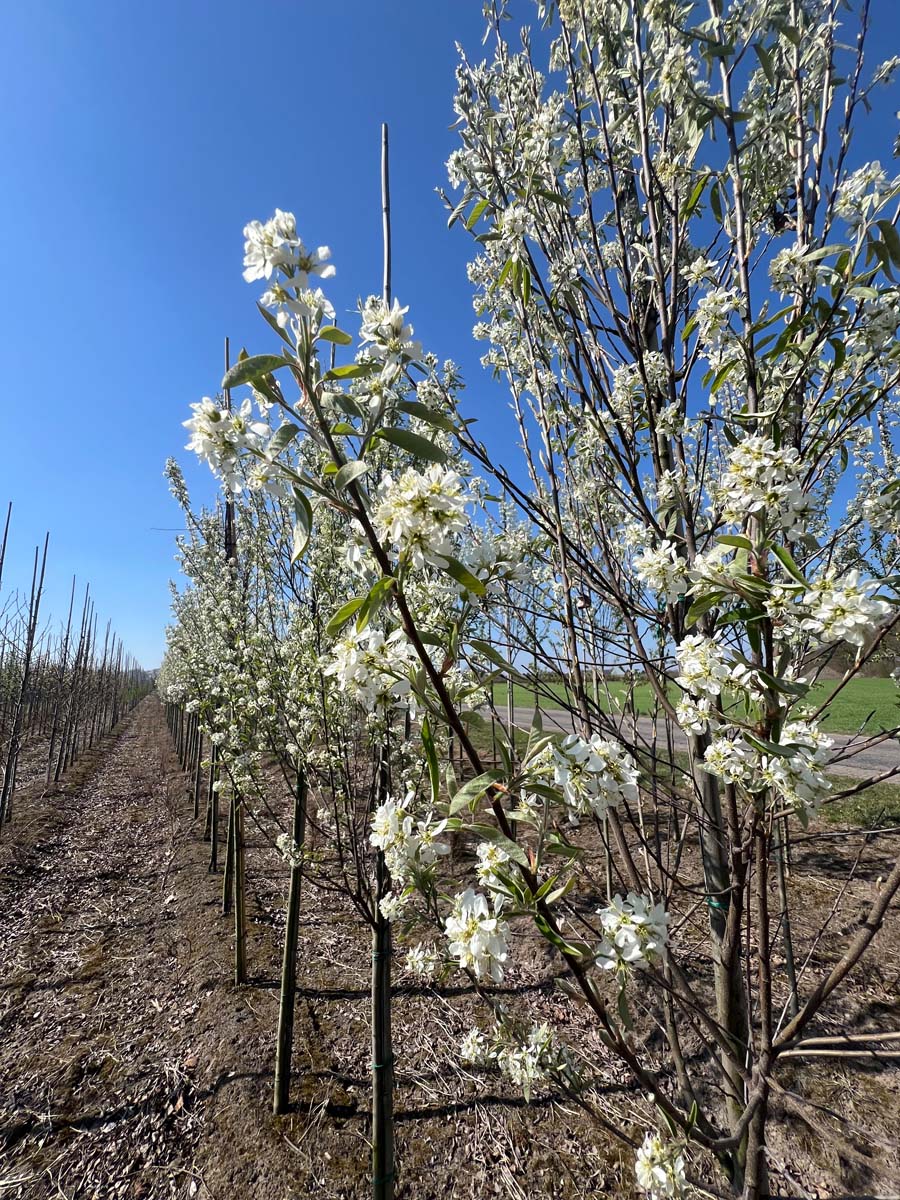 Felsenbirne ´October Flame´