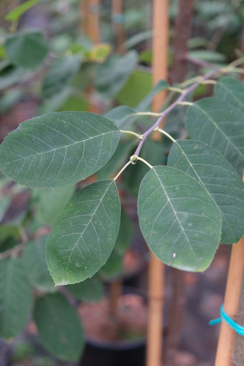 Amelanchier grandiflora ´Forest Prince´