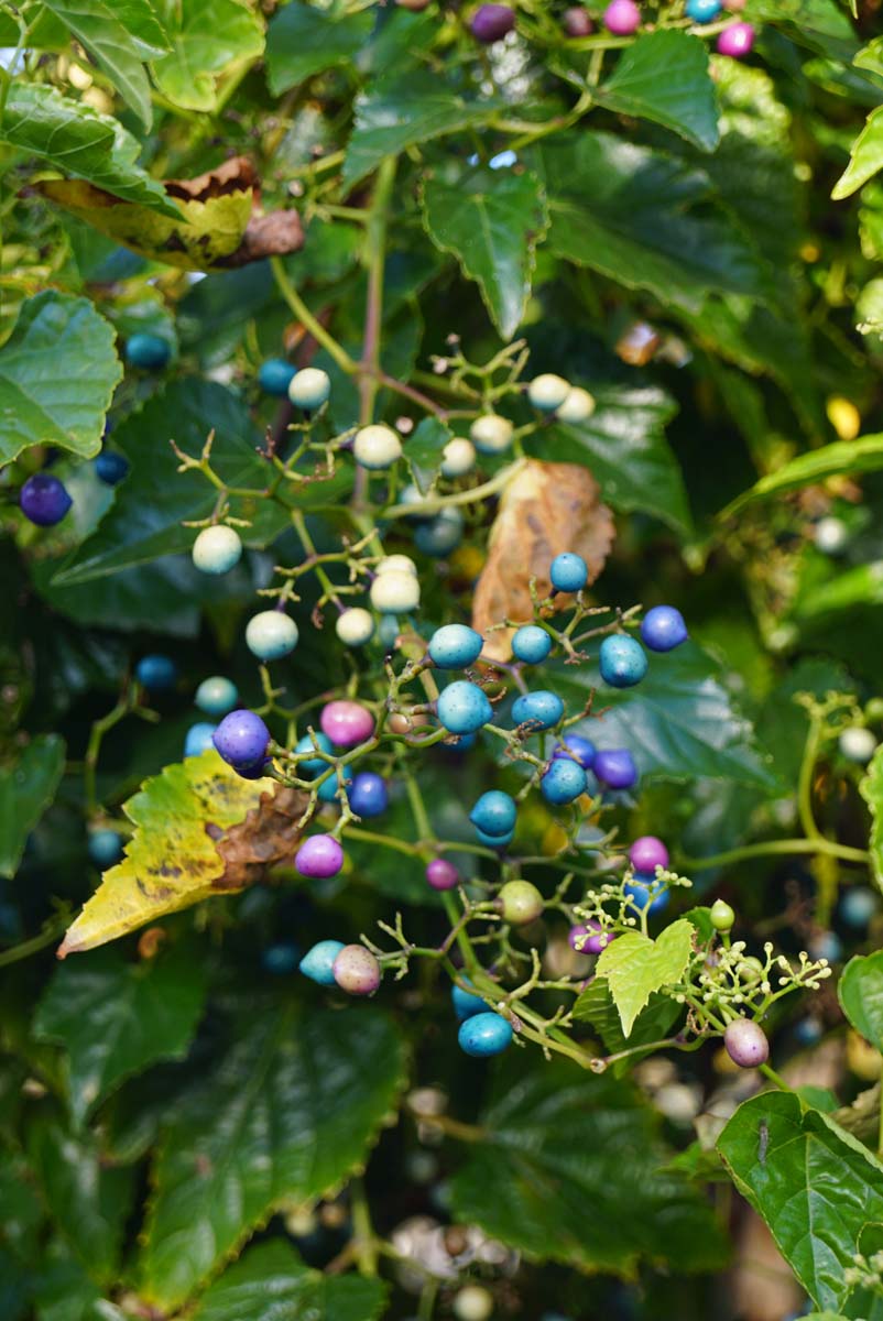 Jungfernrebe; Rebling; Wildrebe; Zaunrebe