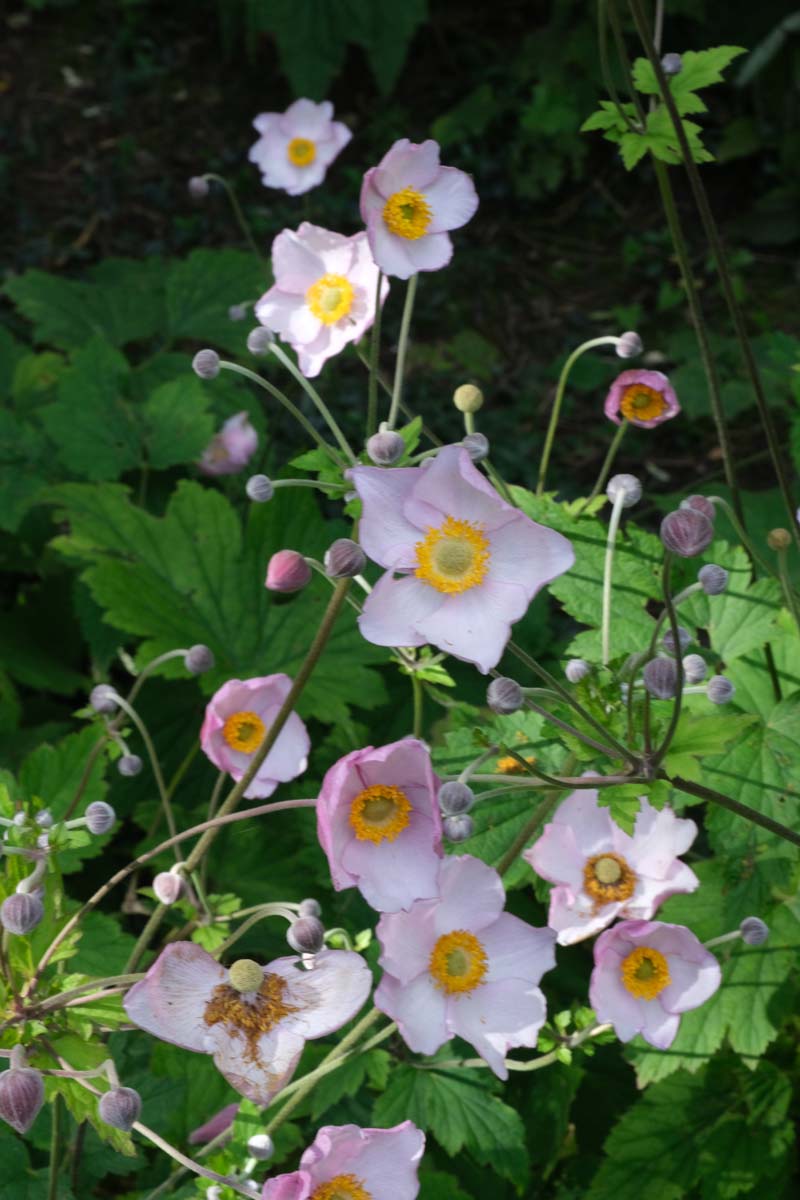Herbst-Anemone ´September Charm´