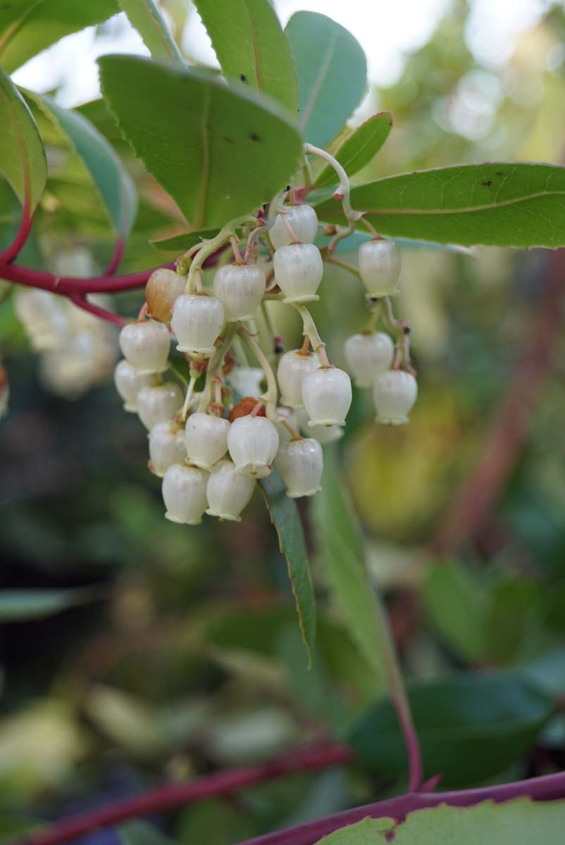 Westlicher Erdbeerbaum