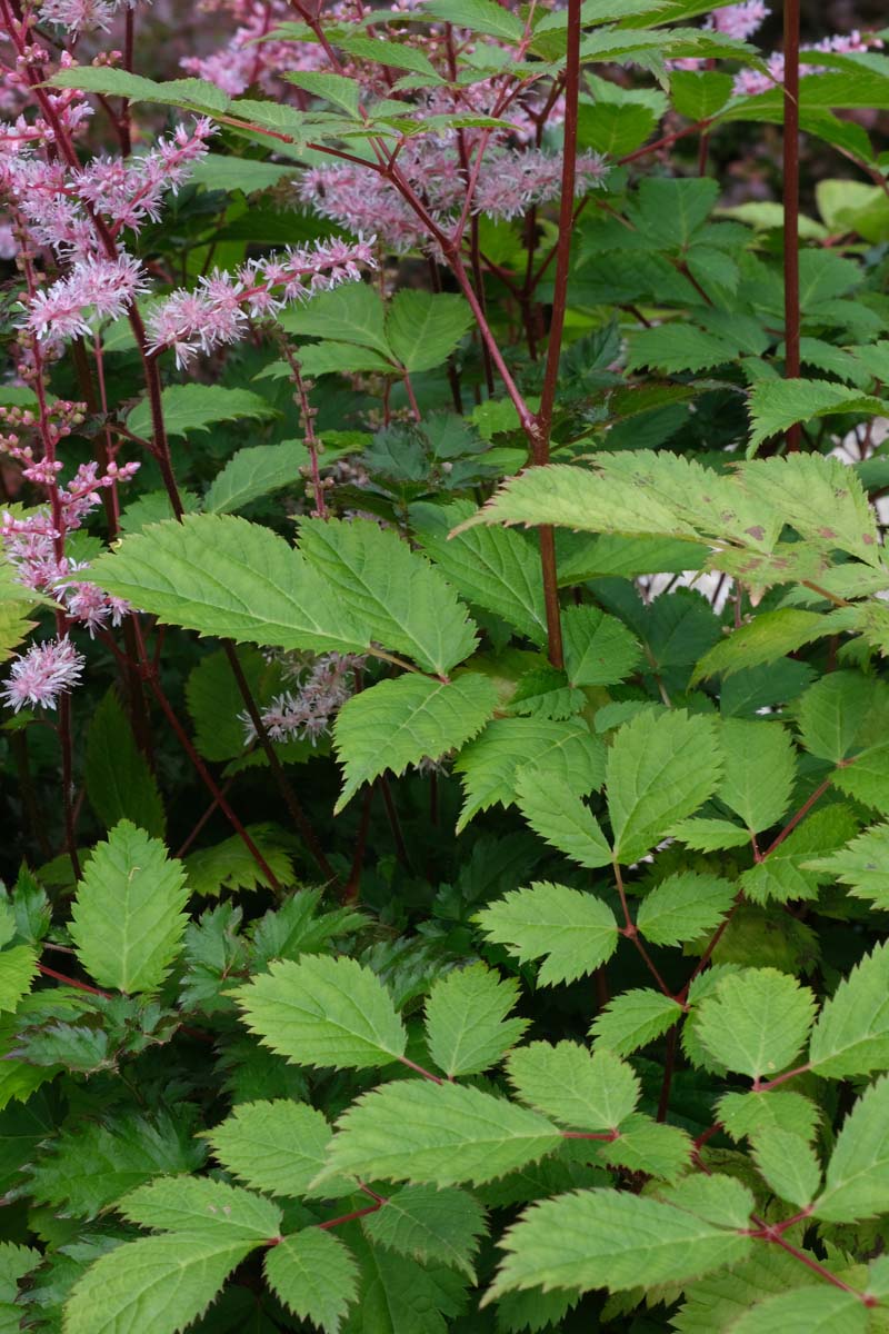 Chinesische Prachtspiere ´Pumila´; Chinesische Spiere; Prachtspiere