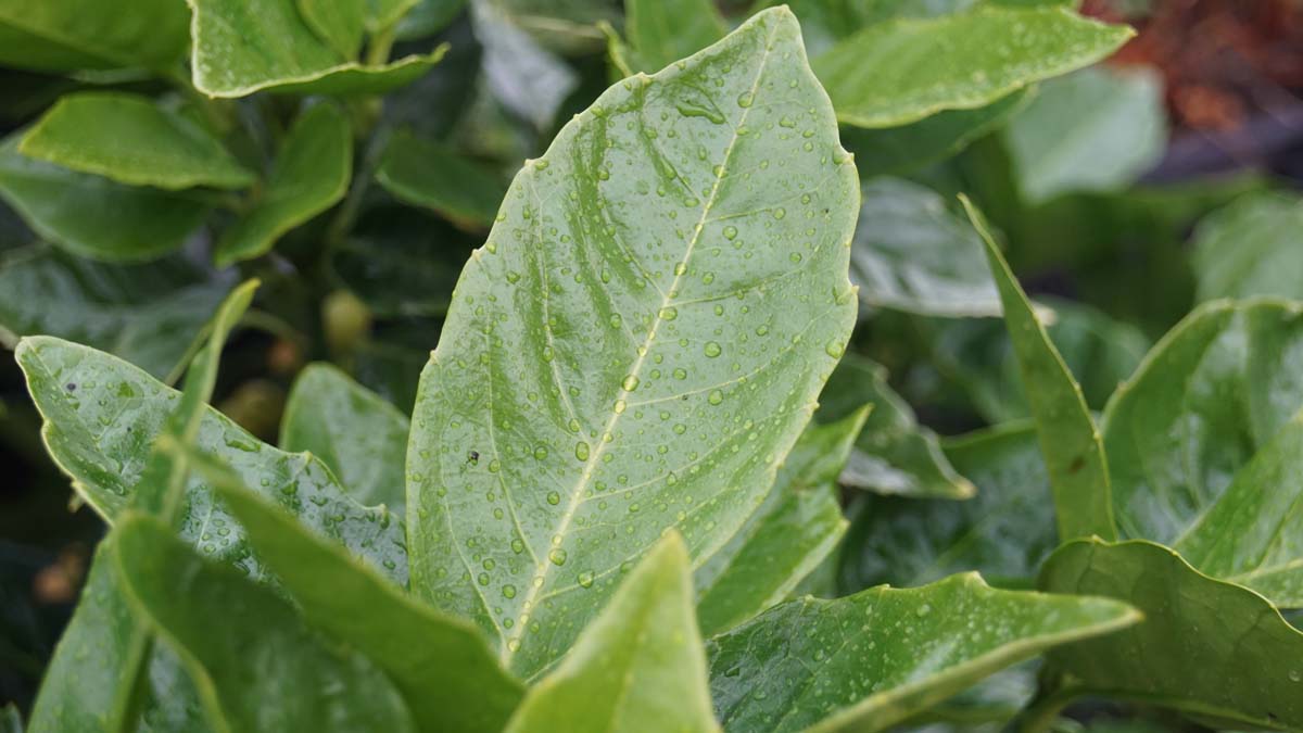 Japanische Aukube ´Rozannie´; Japanische Goldorange