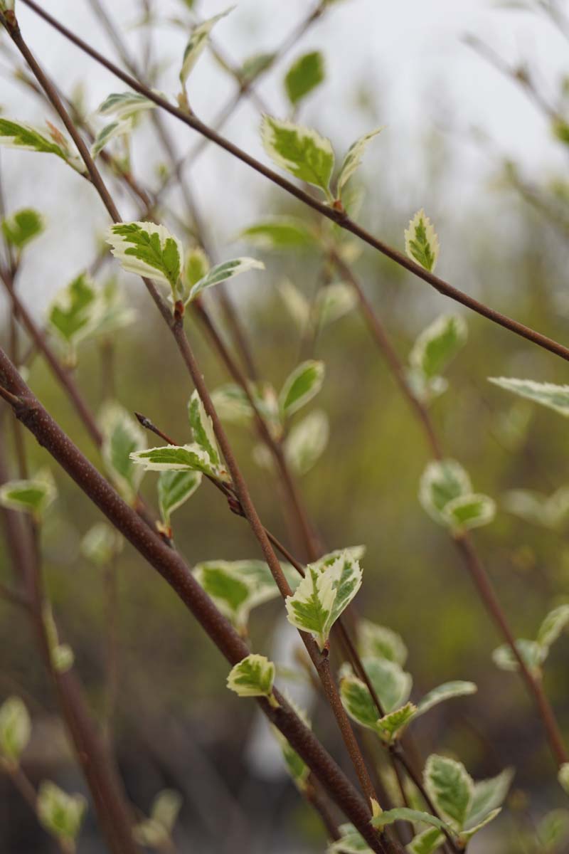 Schwarz-Birke ´Shiloh Splash´; Fluss-Birke