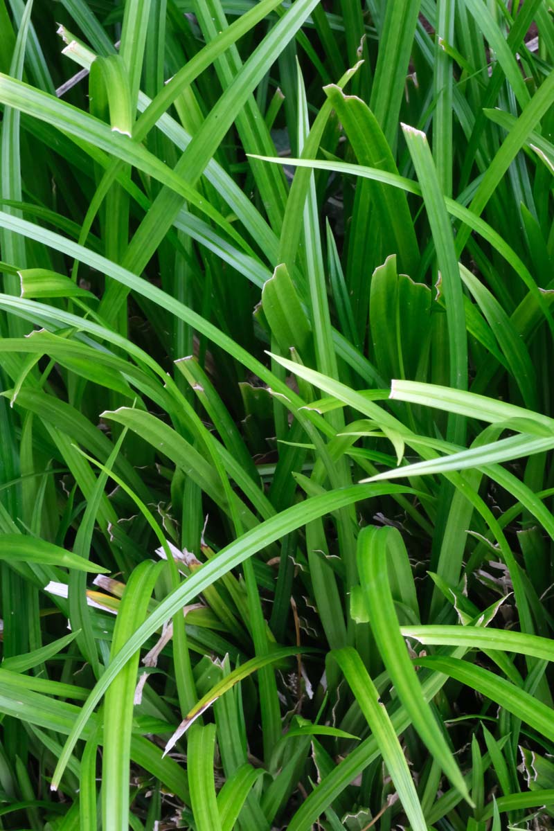 Japan-Segge ´Irish Green´; Japanische Segge