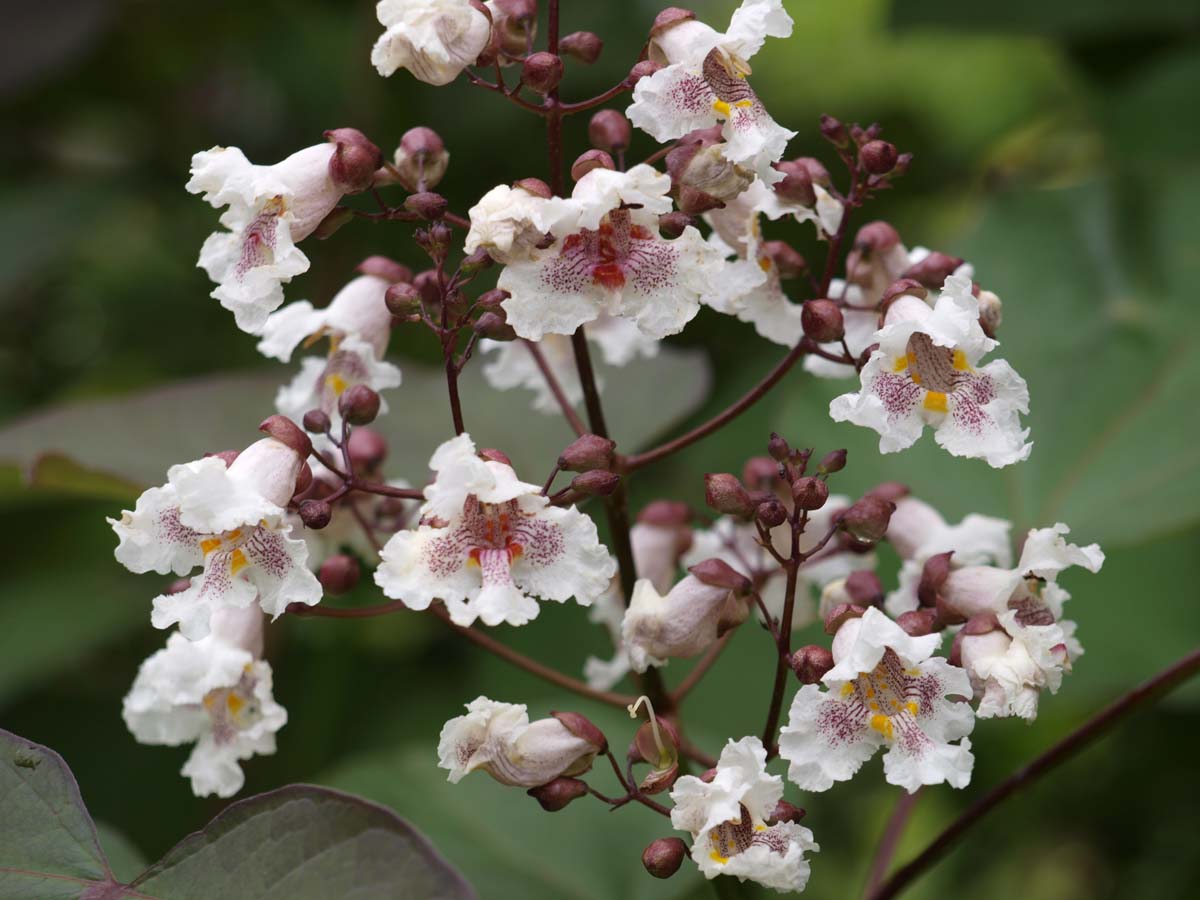 Trompetenbaum ´Purpurea´