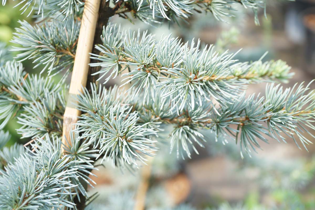 Libanon-Zeder ´Glauca´