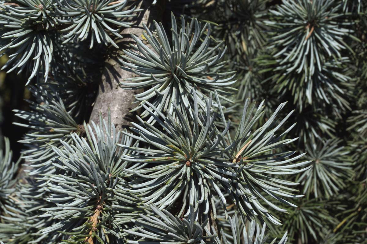 Atlas-Zeder ´Glauca Pendula´, Hängende Blauzeder
