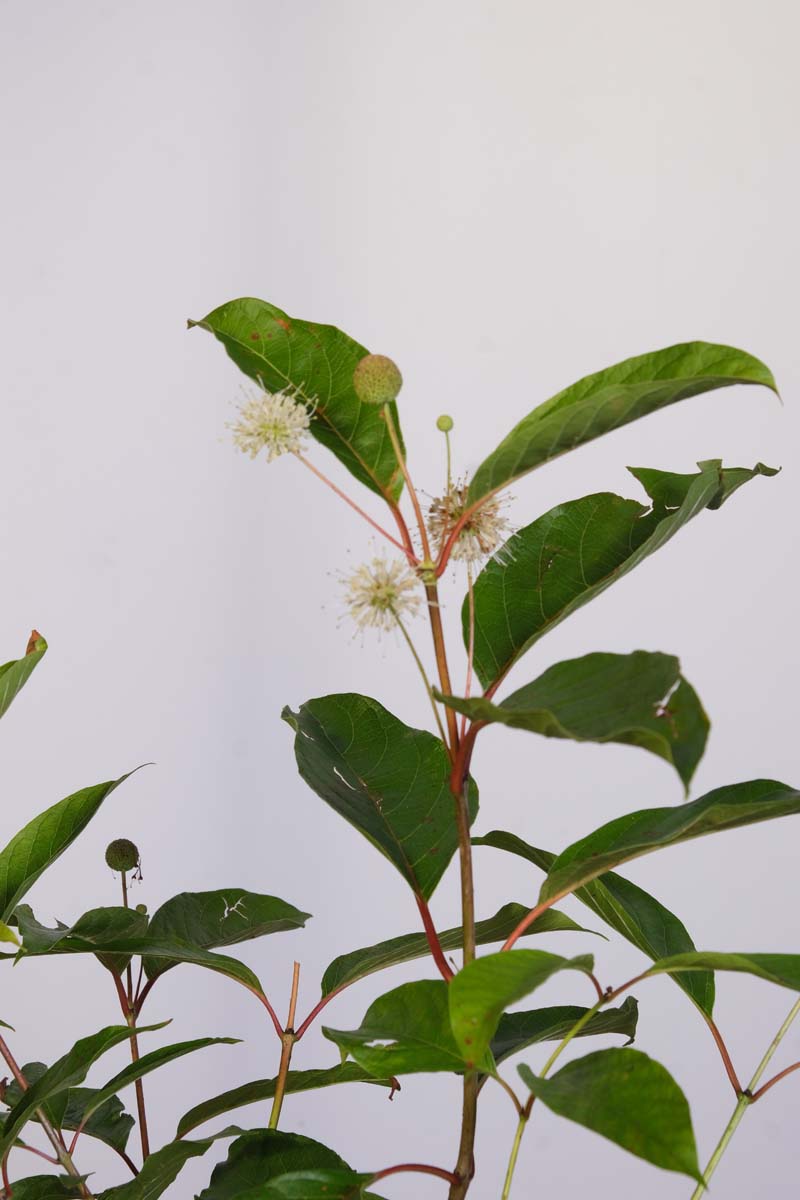 Cephalanthus occidentalis ´Moonlight Fantasy´ 40-60 cm