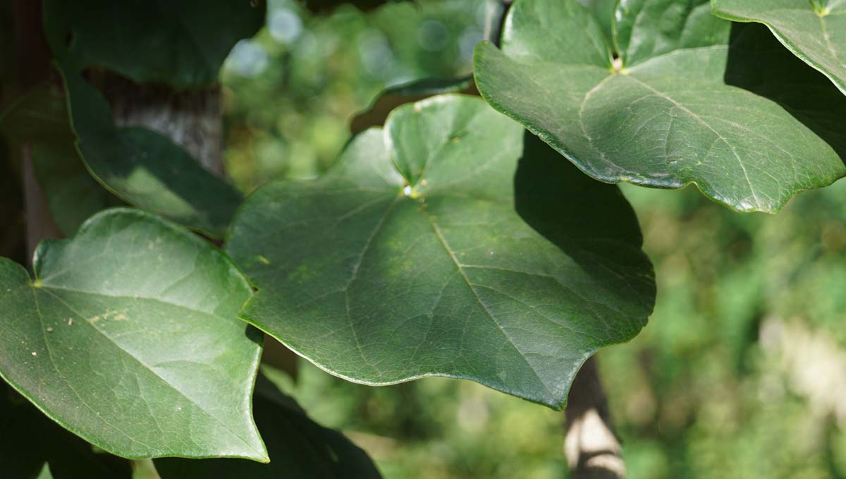 Chinesischer Judasbaum ´Avondale´