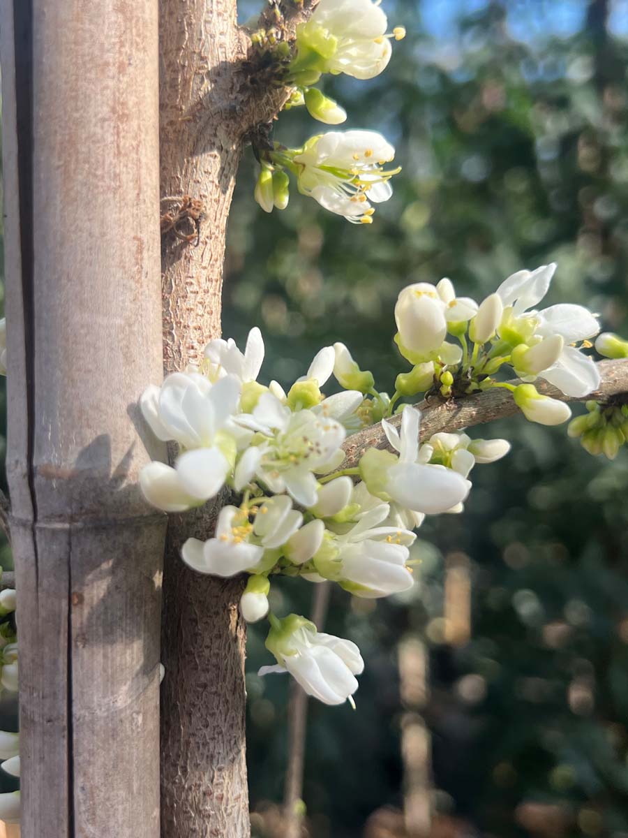 Chinesischer Judasbaum ´Shirobana´