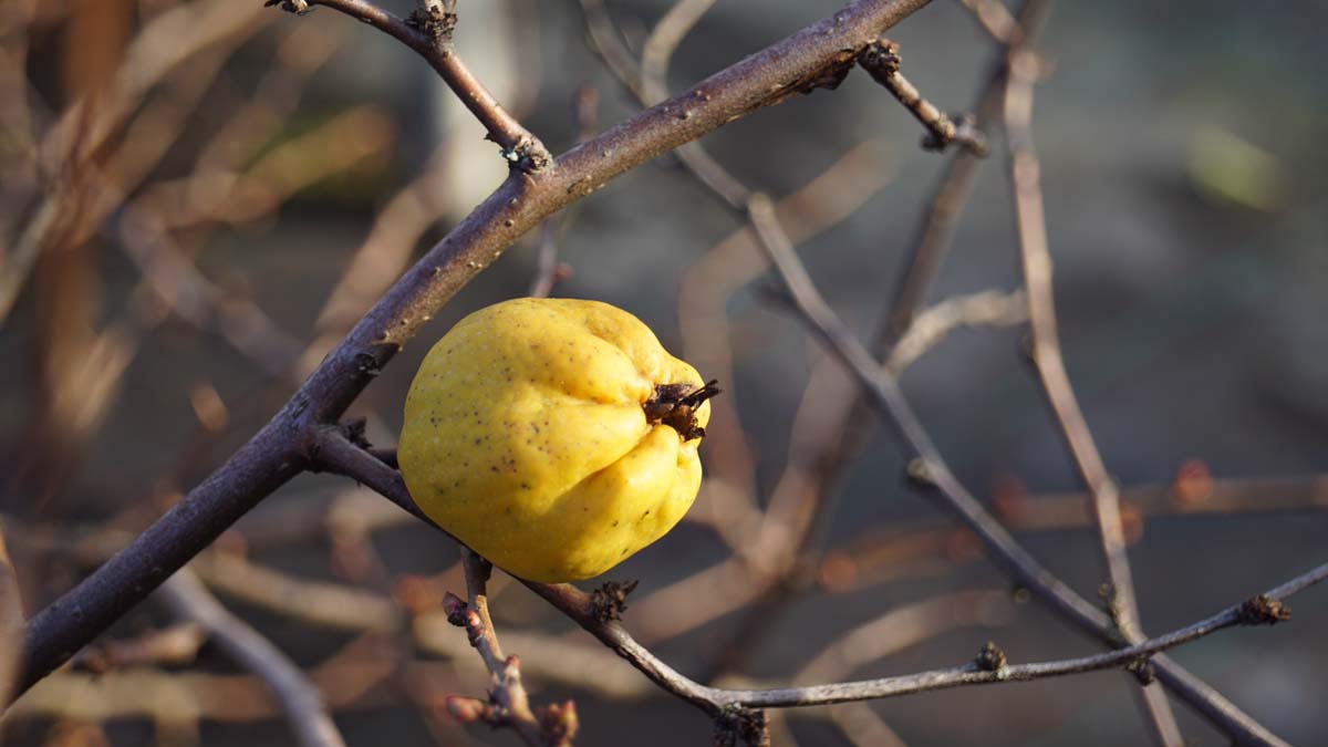 Scheinquitte ´Jet Trail´; Zierquitte