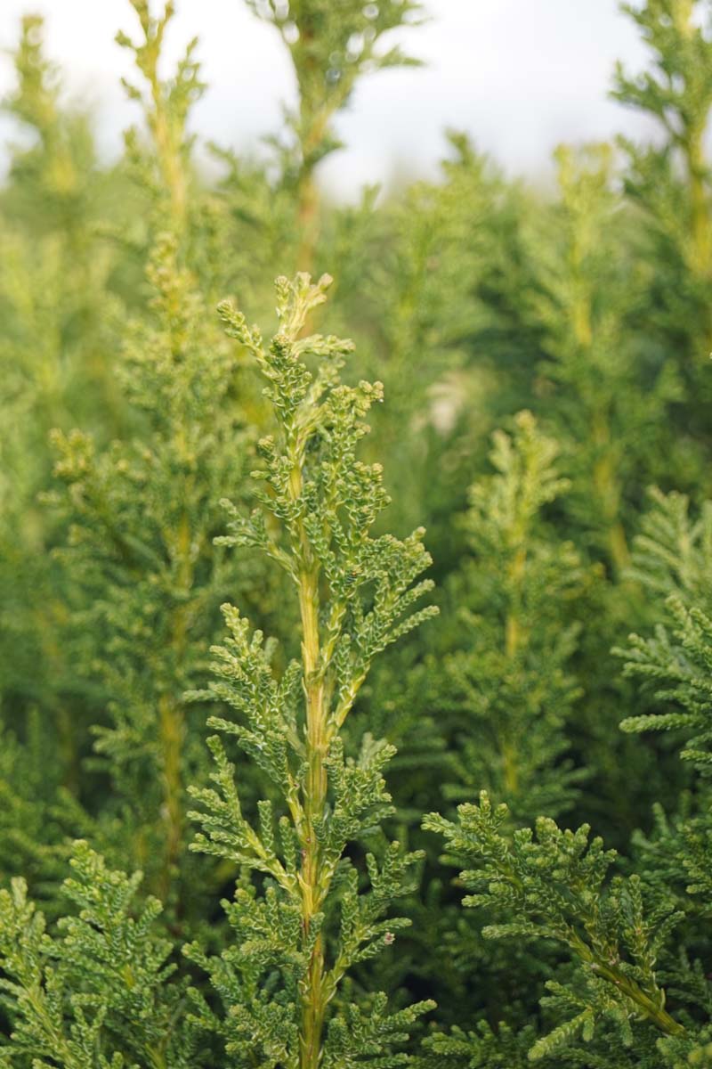 Hinoki-Scheinzypresse ´Drath´; Hinoky-Scheinzypresse; Muschel-Zypresse