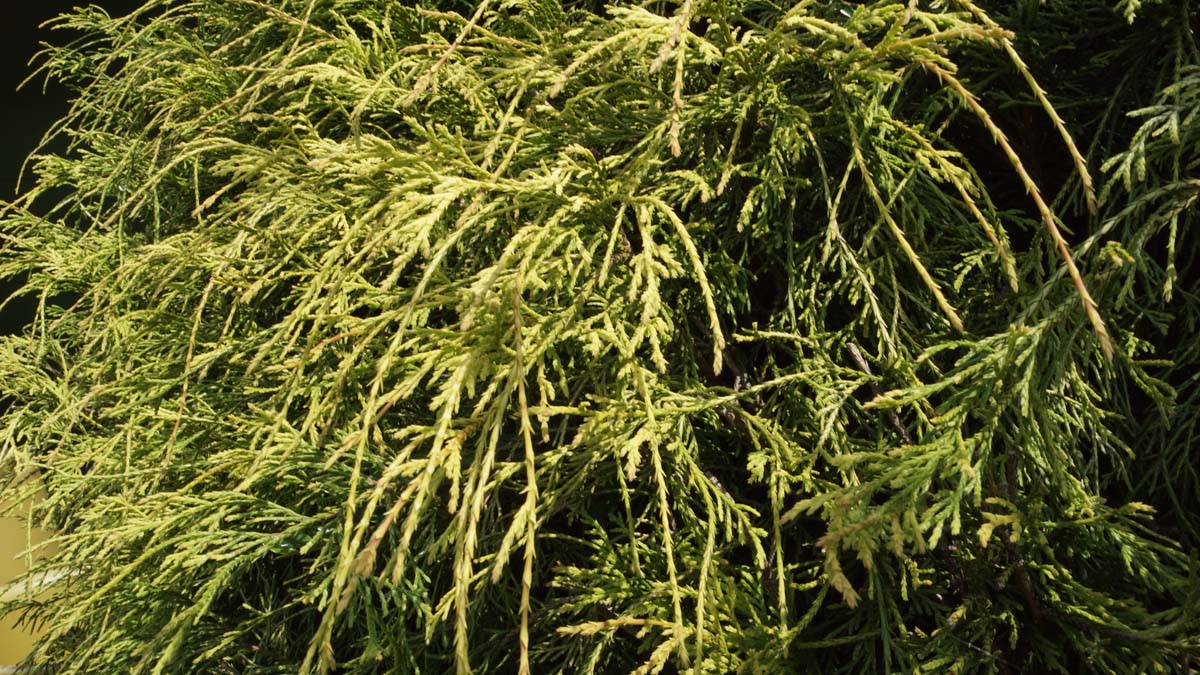 Sawara-Scheinzypresse ´Filifera Aurea´; Faden-Scheinzypresse; Erbsenfr