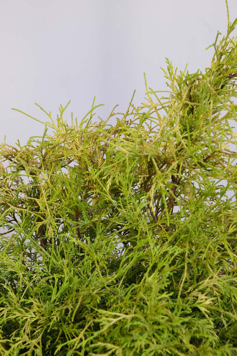 Sawara-Scheinzypresse ´Sungold´; Faden-Scheinzypresse; Erbsenfr