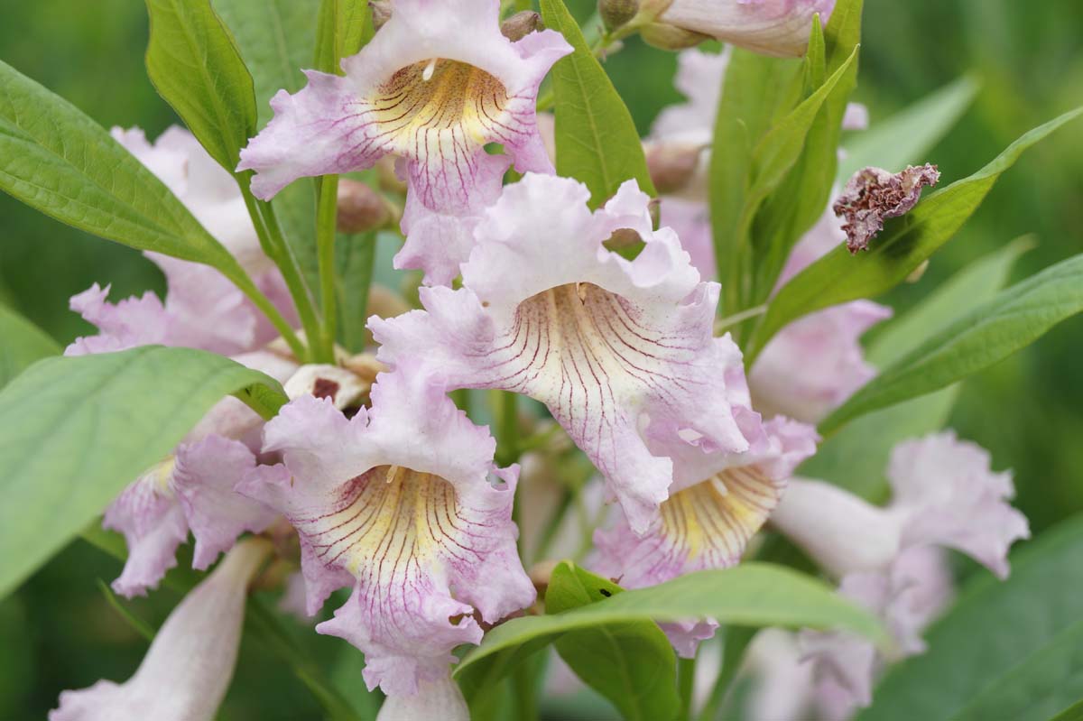 Baum Oleander (SUMMER BELLS)