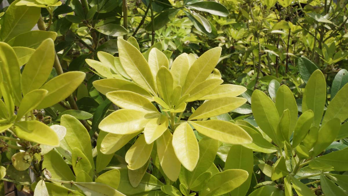 Mexikanische Orangenblume (SUNDANCE)