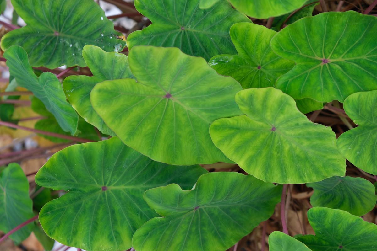 Taro
