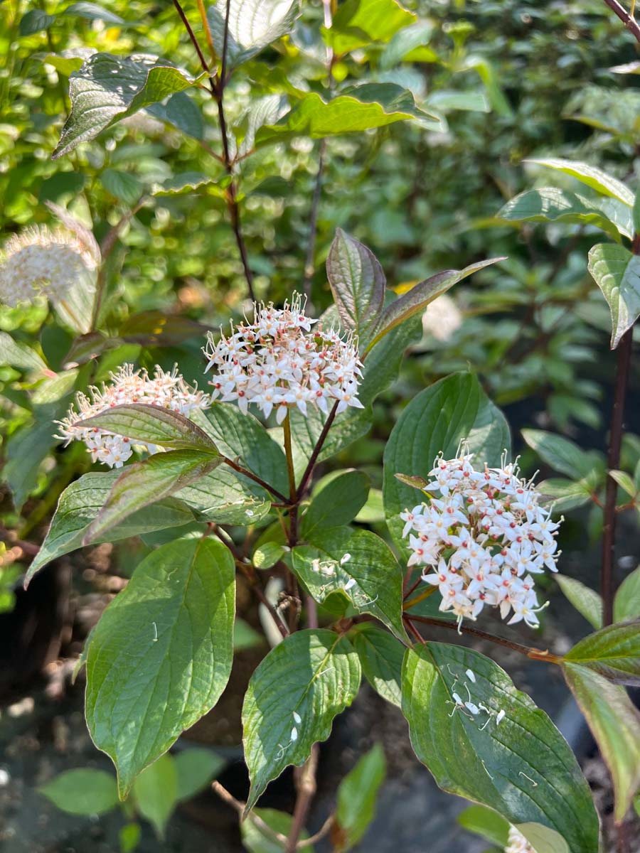 Weisser Hartriegel; Tatarischer Hartriegel