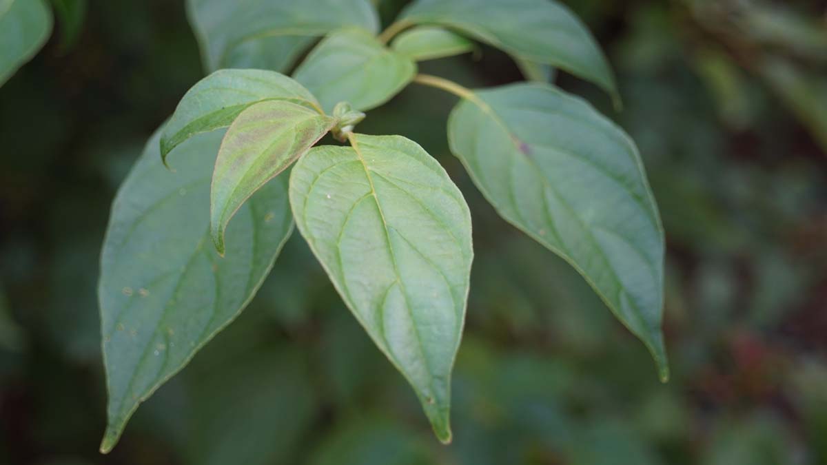 Niedriger Etagen-Hartriegel, Wechselblättrige Hartriegel, Pagodenhartriegel
